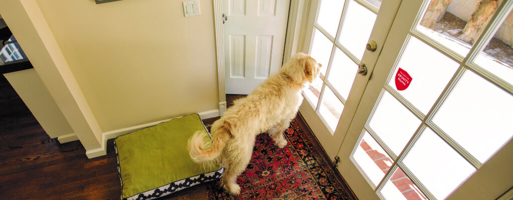 home security for pets